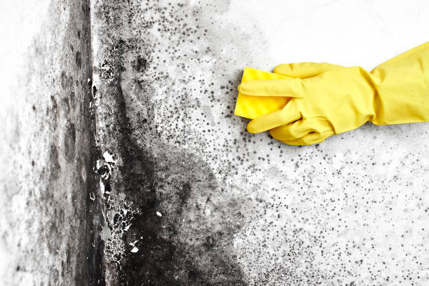 Best Basement Mold Remediation in St Michael, MN