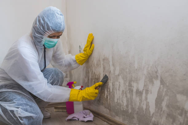 Best Insurance-Related Mold Remediation in St Michael, MN