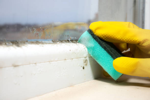 Best Bathroom Mold Remediation in St Michael, MN