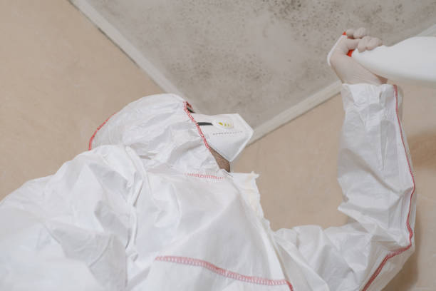 Best Mold Testing and Inspection Services in St Michael, MN