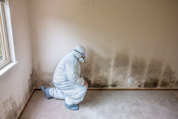 Best Mold Remediation for Specific Building Types in St Michael, MN