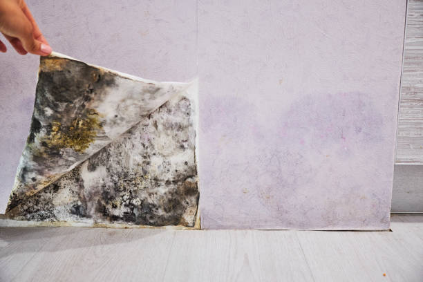 Best Post-Flood Mold Remediation in St Michael, MN